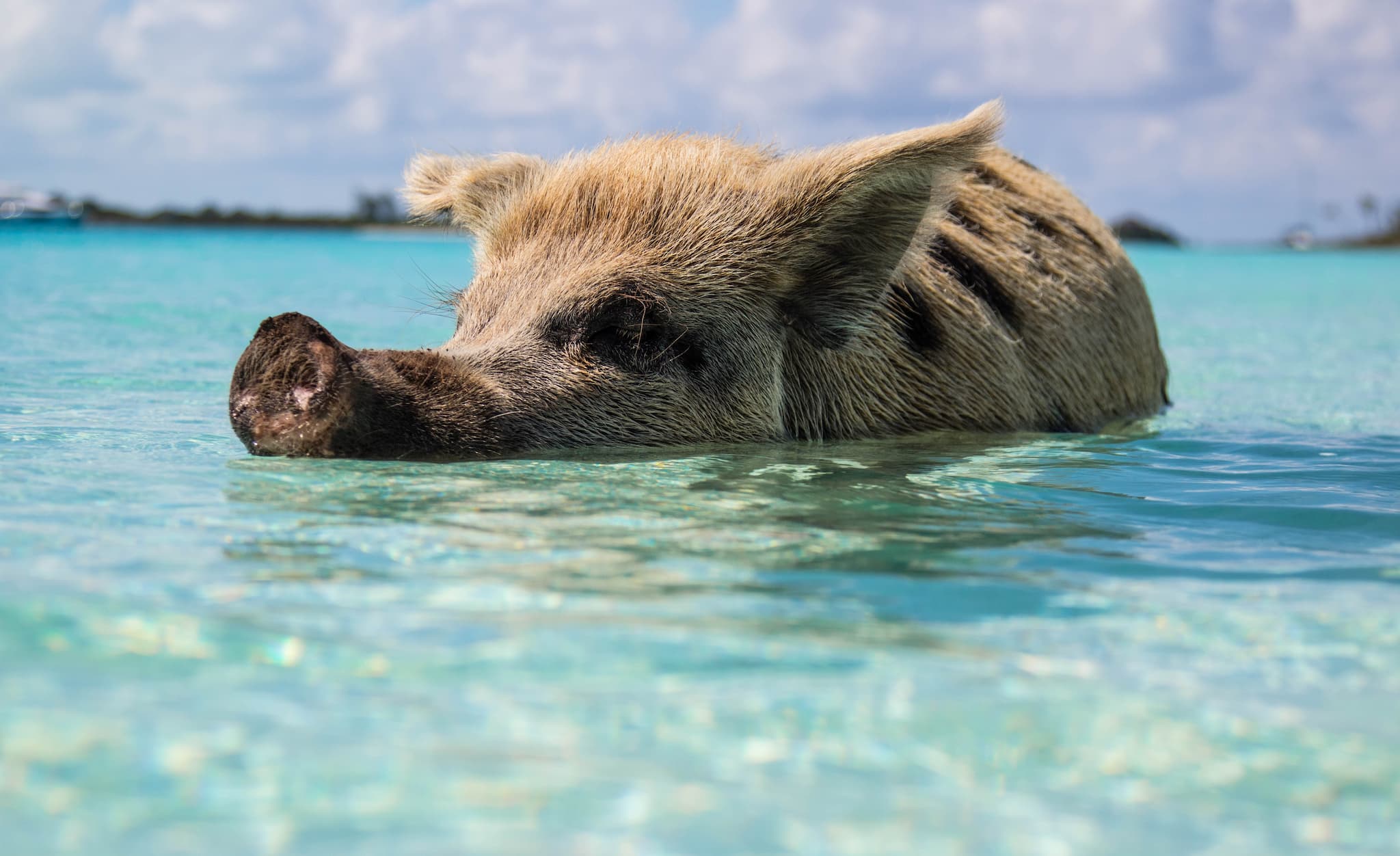 Wildschwein im Wasser –© Forest Simon, by Unsplash