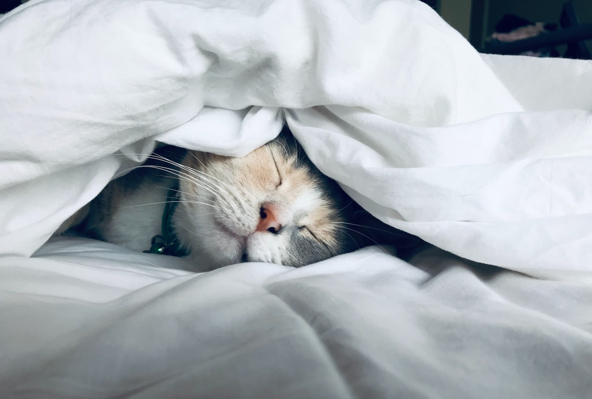 schlafende Katze – © Kate Stone, by Unsplash