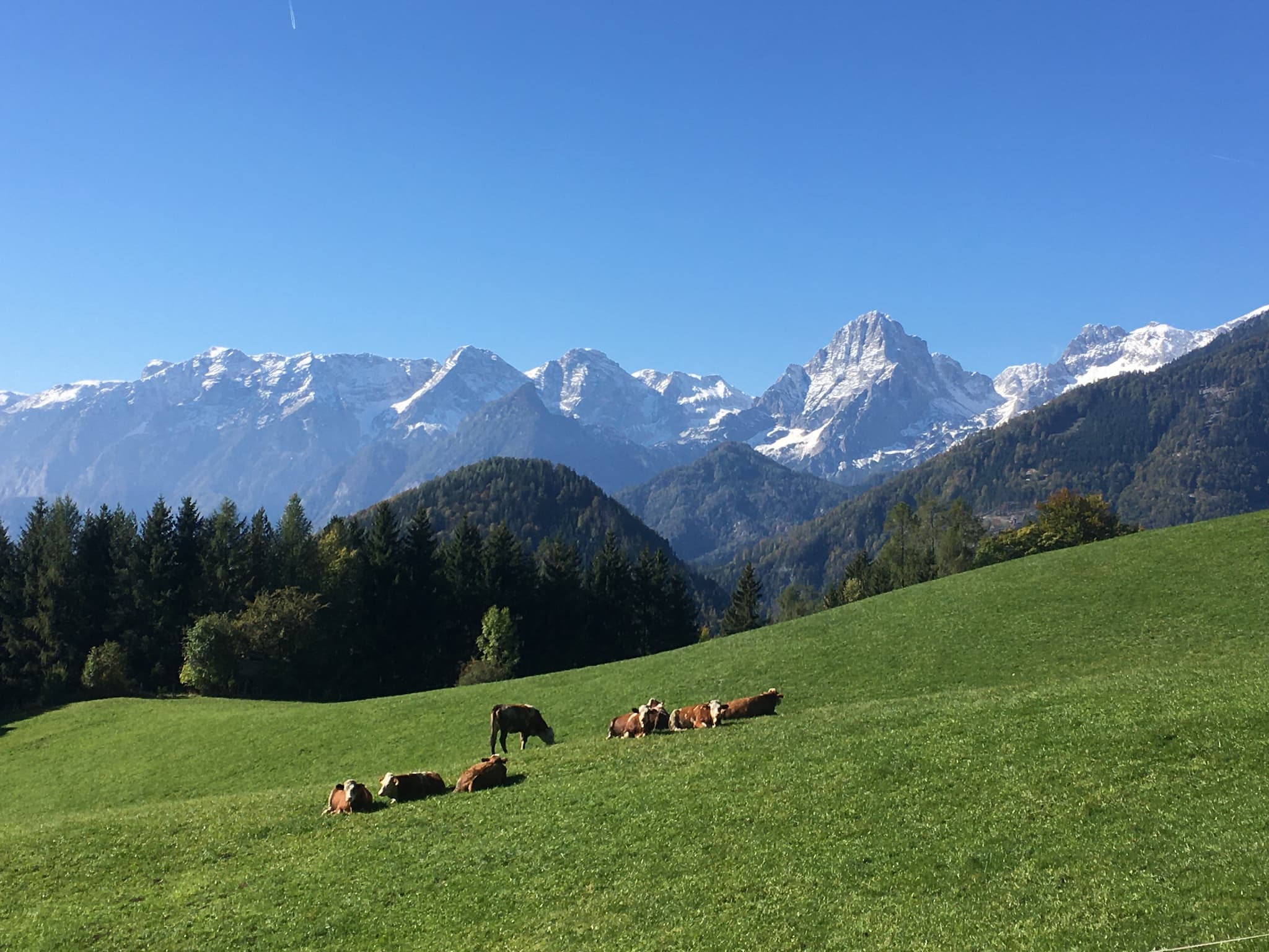 Kühe auf Weide - © Randa Hodum